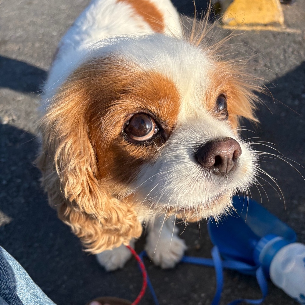 Meet your Posher, Daisy